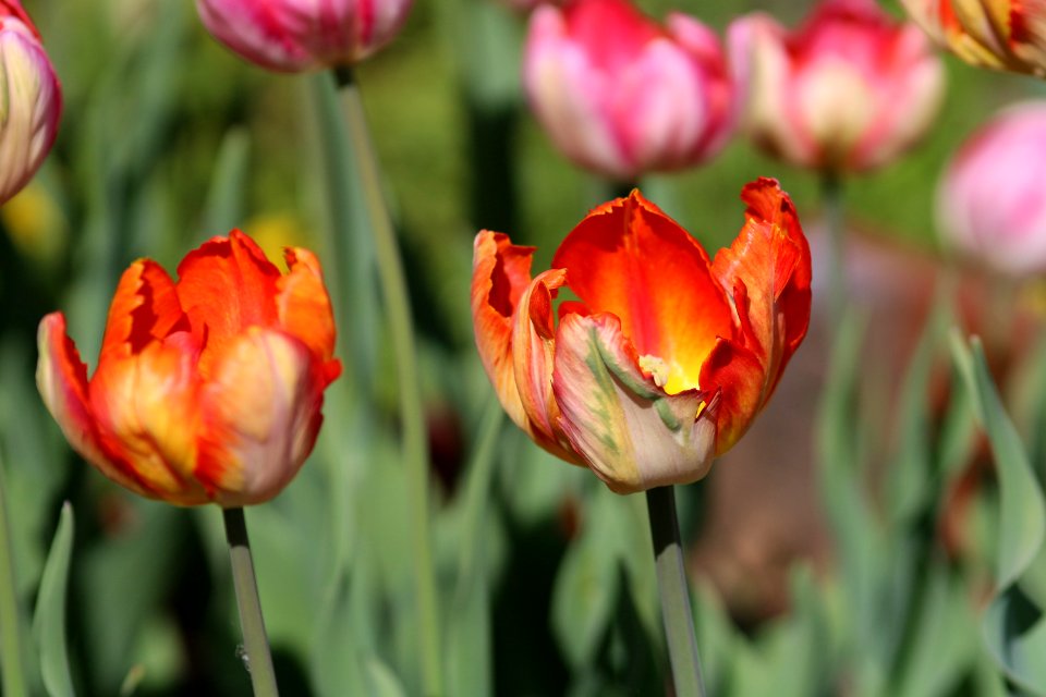 Tulipa 'Parrot King' 2016 03