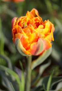 Tulipa 'Orange Princess' 2015 04