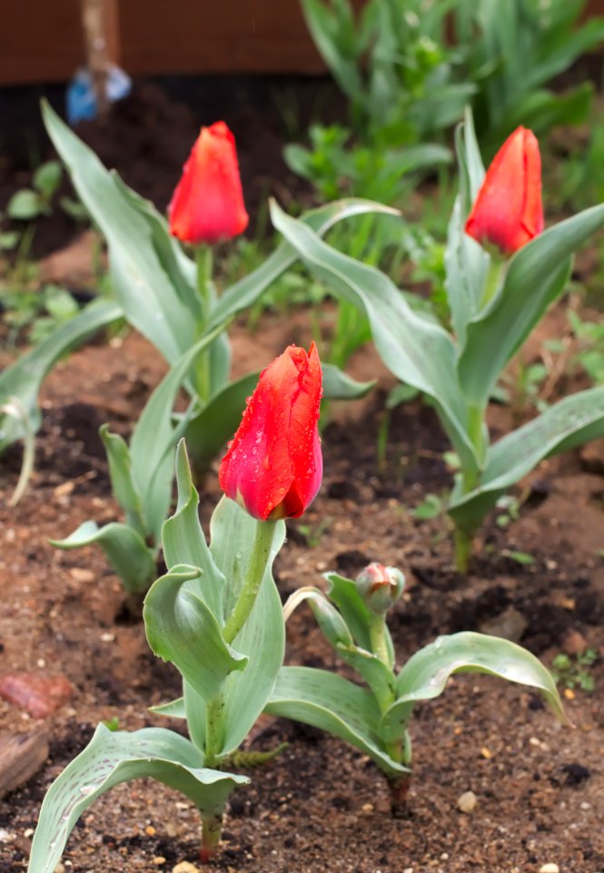 Tulipa 'Giant Orange Sunset' 2015 04