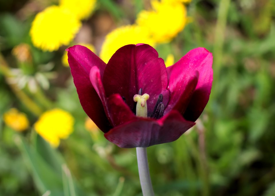 Tulipa 'Ronaldo' 2015 03