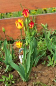 Tulipa 'Floriette' 2015 01