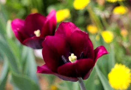 Tulipa 'Ronaldo' 2015 01