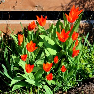 Tulipa 'Fusilier' 2016 01