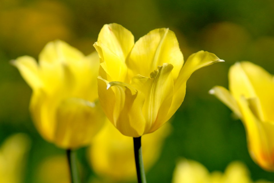 Tulipa 'Hocus Pocus' 2016 04