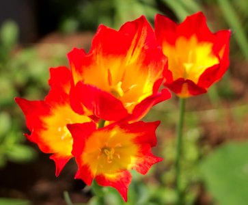 Tulipa 'Floriette' 2015 04