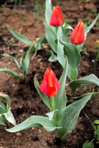 Tulipa 'Giant Orange Sunset' 2015 05