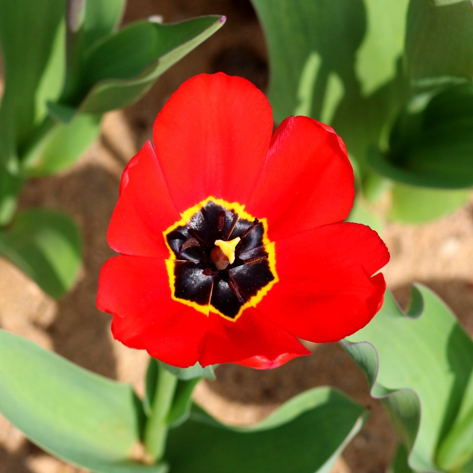 Tulipa 'Red Impression' 2016 02