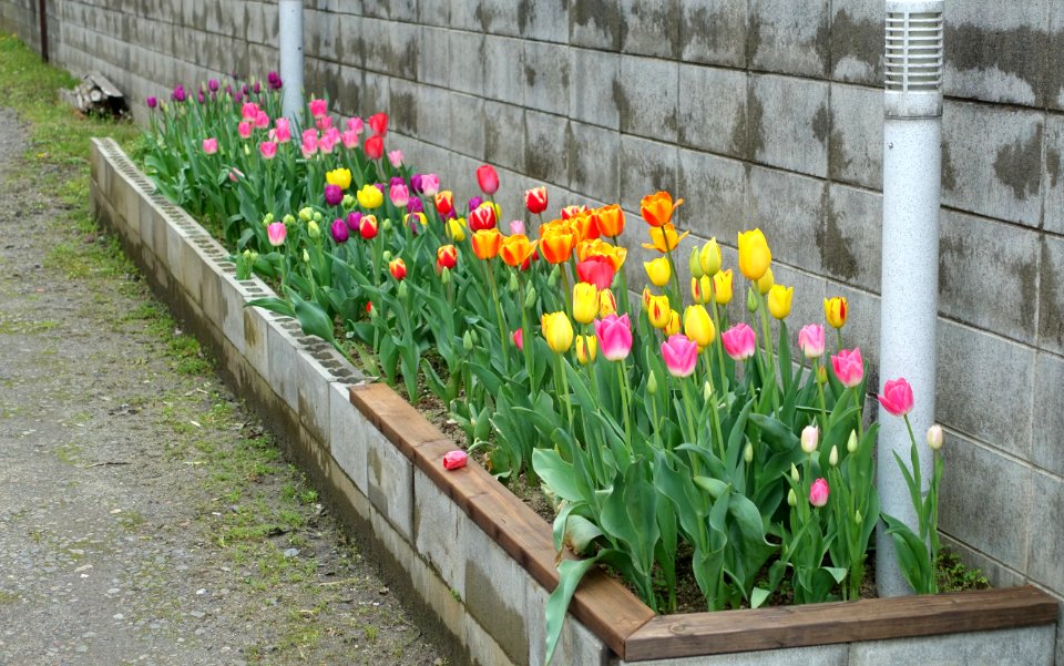 Tulips - Nanao, Ishikawa, Japan - DSC00604