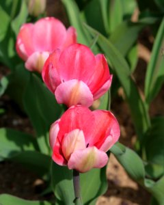 Tulipa 'Pink Impression' 2016 02