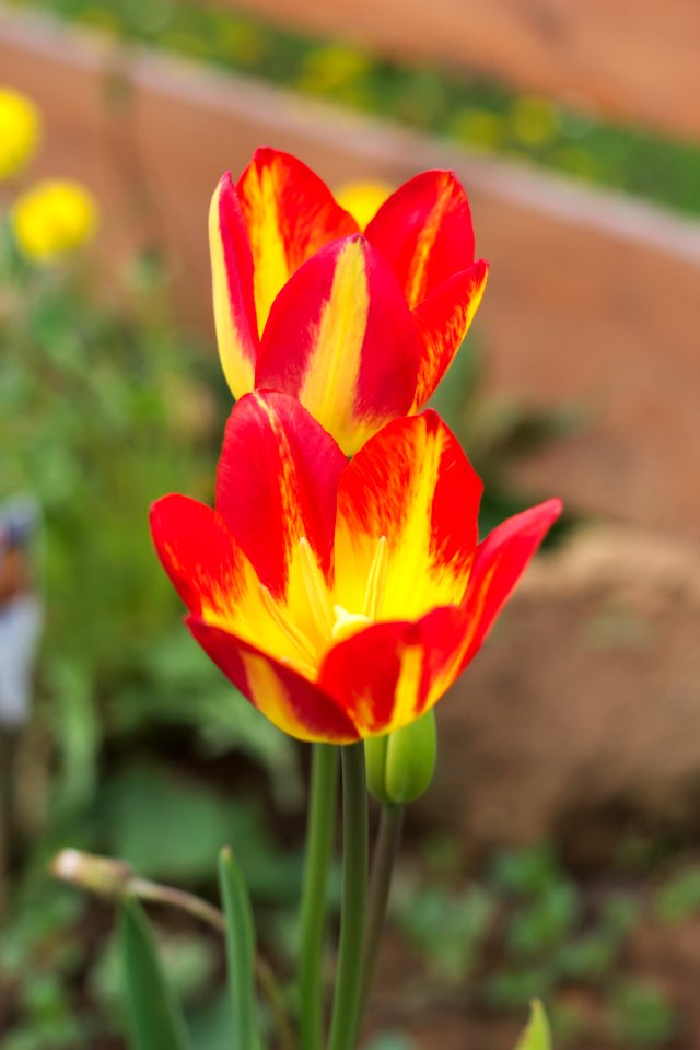 Tulipa 'Floriette' 2015 03