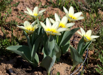 Tulipa fosteriana concerto 2016 03
