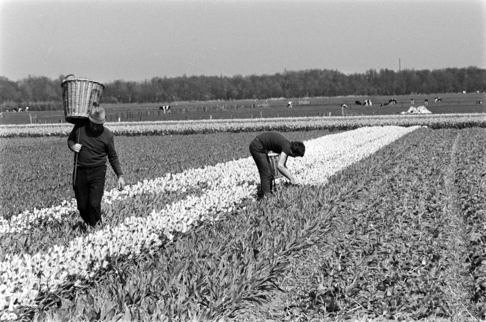 Tulpen in bloei nabij Katwijk tulpen worden getopt, Bestanddeelnr 928-5474