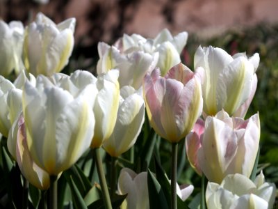 Tulipa 'Flaming Purissima' 2017 09