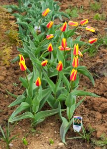 Tulipa kaufmanniana 'Giuseppe Verdi' 2015 06 photo