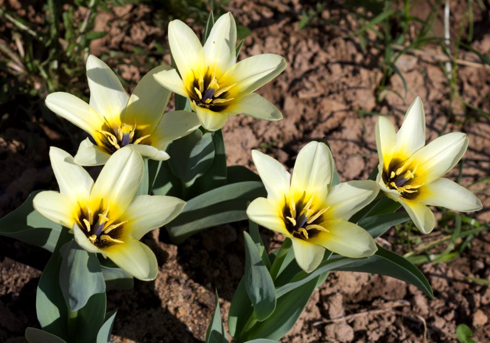 Tulipa fosteriana concerto 2016 06