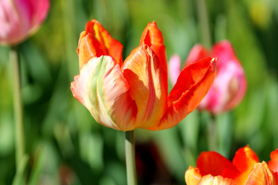 Tulipa 'Parrot King' 2016 15