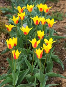 Tulipa kaufmanniana 'Giuseppe Verdi' 2015 01