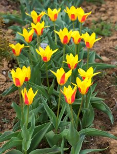 Tulipa kaufmanniana 'Giuseppe Verdi' 2015 01 photo