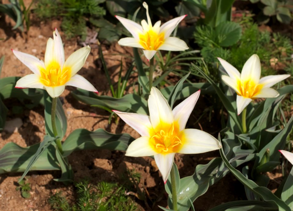 Tulipa greigii 'White Fire' 2015 03