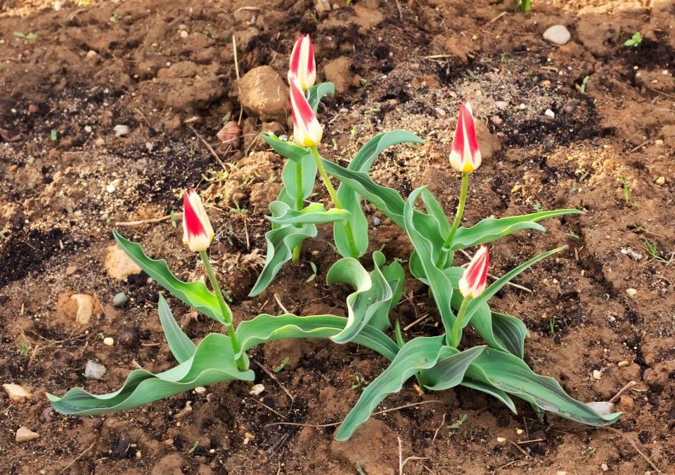Tulipa greigii 'White Fire' 2015 09