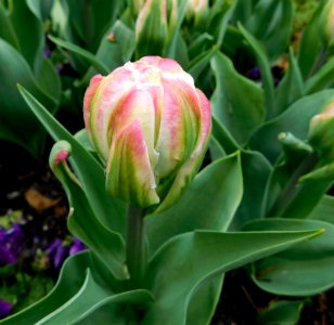 Tulipa ice cream