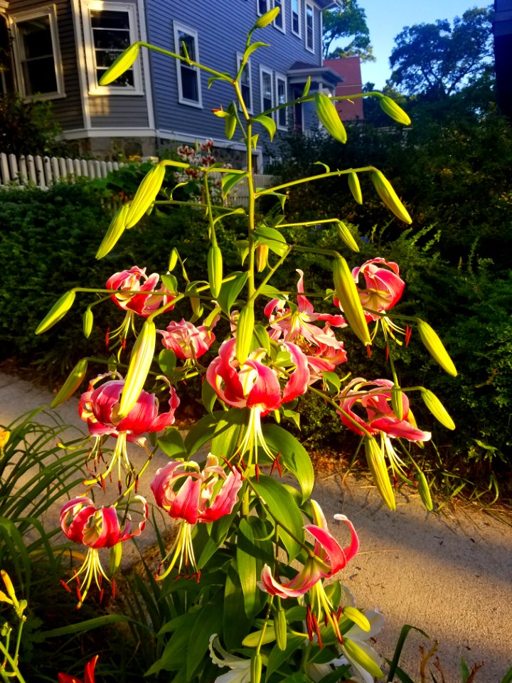 Turk's cap lily - Arlington, MA - 20200729 061443