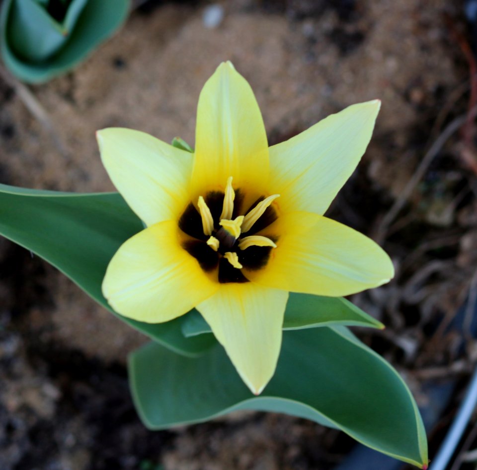 Tulipa fosteriana concerto 2016 12
