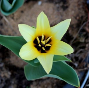Tulipa fosteriana concerto 2016 12