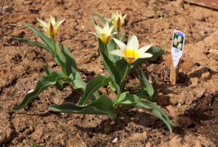Tulipa greigii 'White Fire' 2015 05