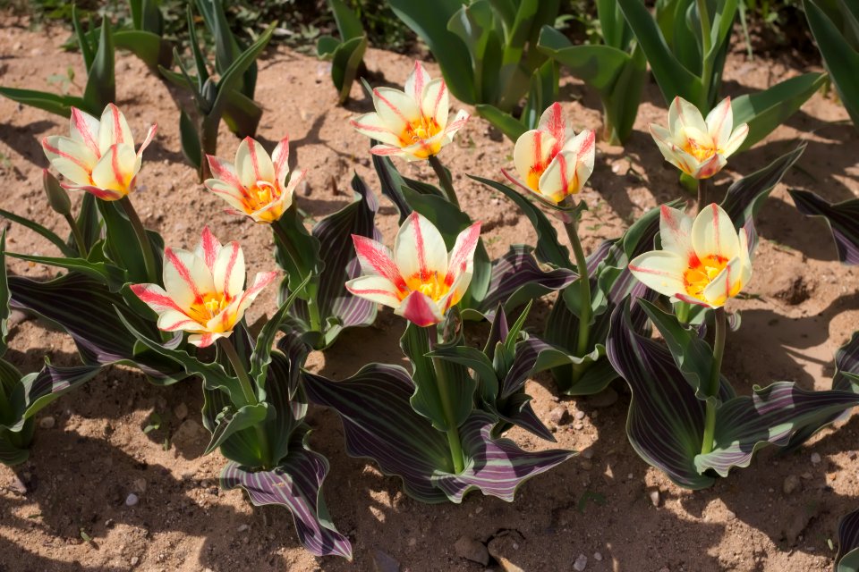 Tulipa greigii 'Plaisir' 2015 01