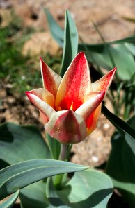 Tulipa greigii 'Pinocchio' 2015 03