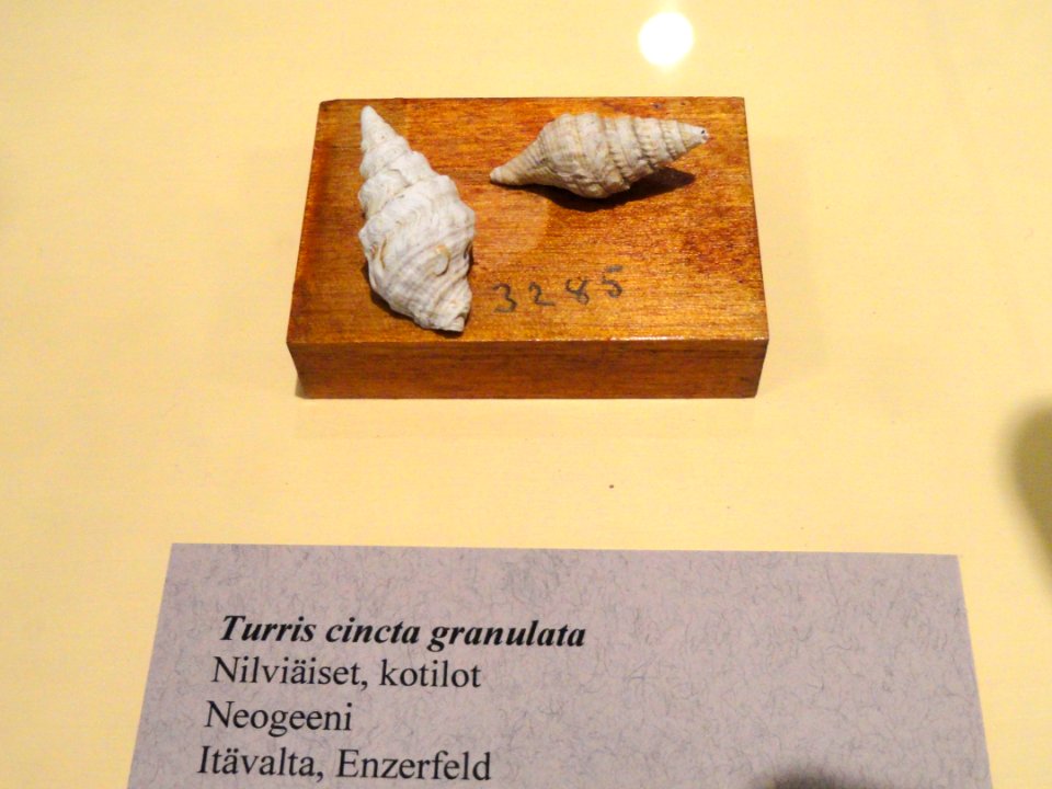 Turris cincta - Fossils in the Arppeanum - DSC05536