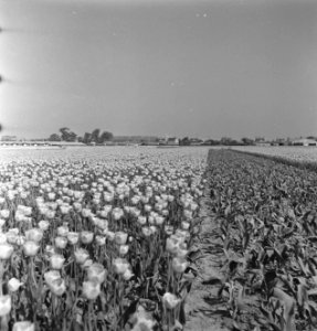 Tulpenvelden in Spalding (Lincolnshire), Bestanddeelnr 935-2540