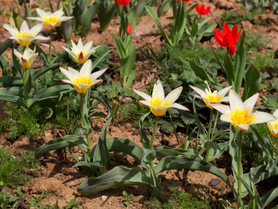 Tulipa greigii 'White Fire' 2015 04