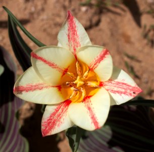 Tulipa greigii 'Plaisir' 2015 05