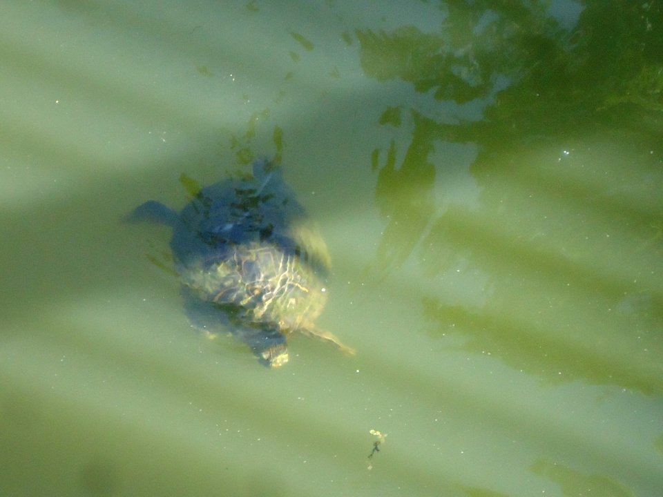 Turtle swimming in Nomahegan Lake in Cranford NJ near Union County College