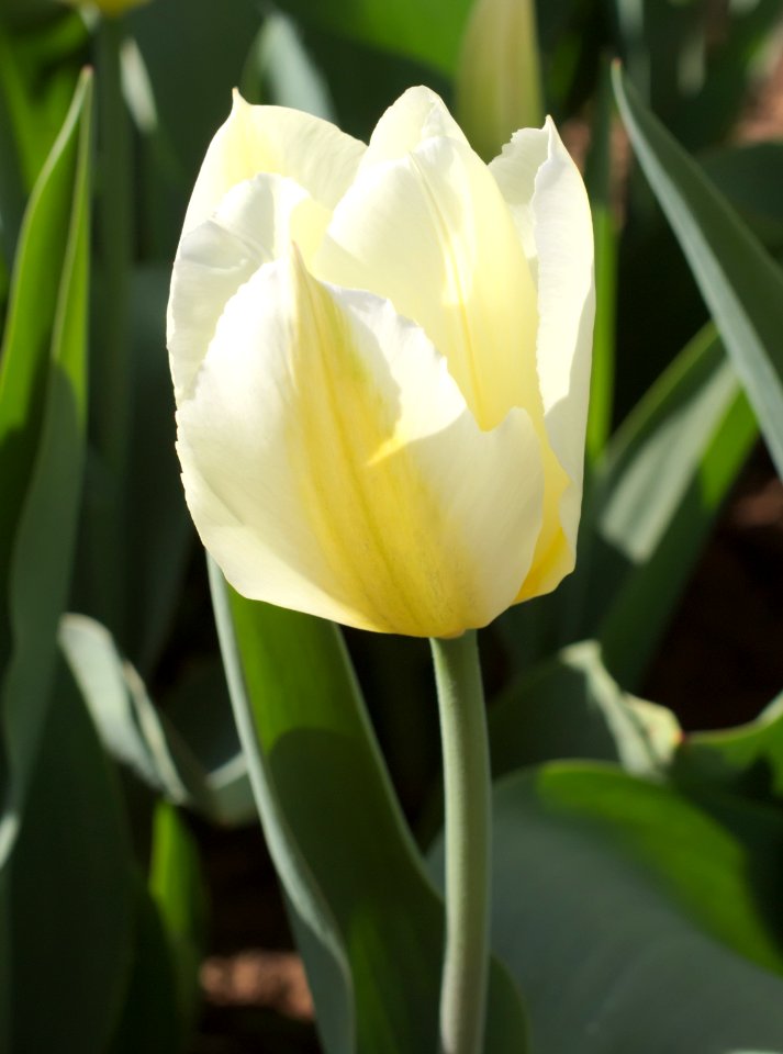 Tulipa fosteriana 'Purissima' 2015 10