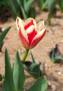 Tulipa fosteriana 'Pirand' 2015 05 photo