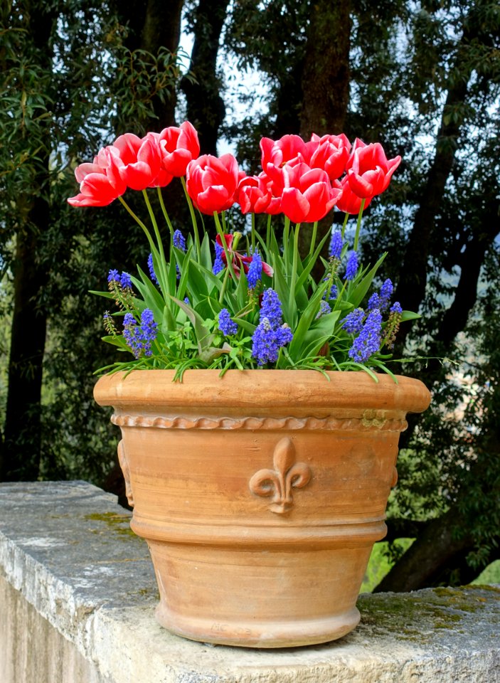 Tulips and muscari - Villa d'Este - Tivoli, Italy - DSC04125