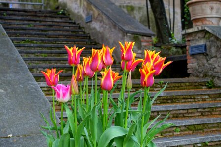 Tulips - Villa d'Este - Tivoli, Italy - DSC04166