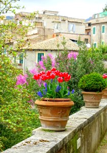 Tulips and muscari - Villa d'Este - Tivoli, Italy - DSC04150