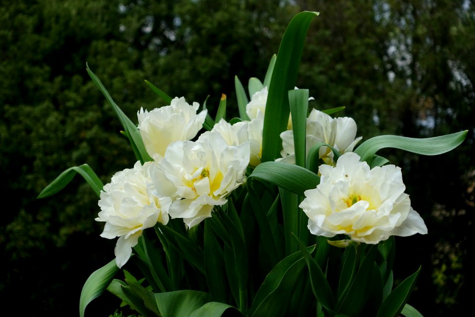 Tulips - Villa d'Este - Tivoli, Italy - DSC04118