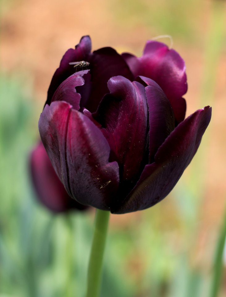 Tulipa 'Queen of Night' 2015 02
