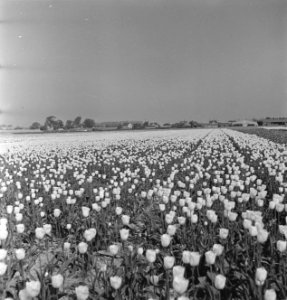 Tulpenvelden in Spalding (Lincolnshire), Bestanddeelnr 935-2546