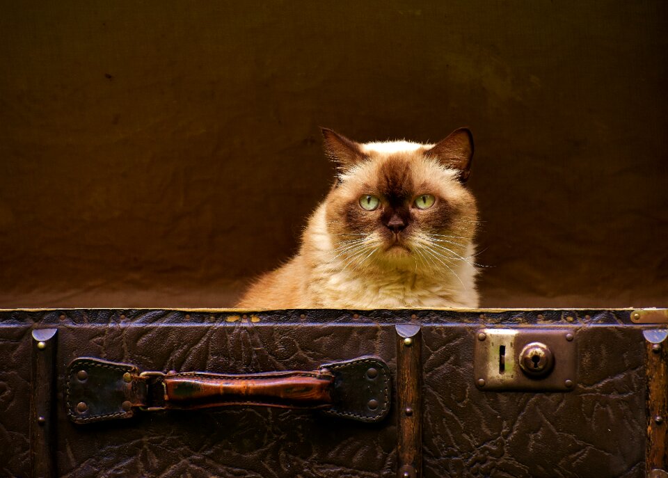 British shorthair funny curious