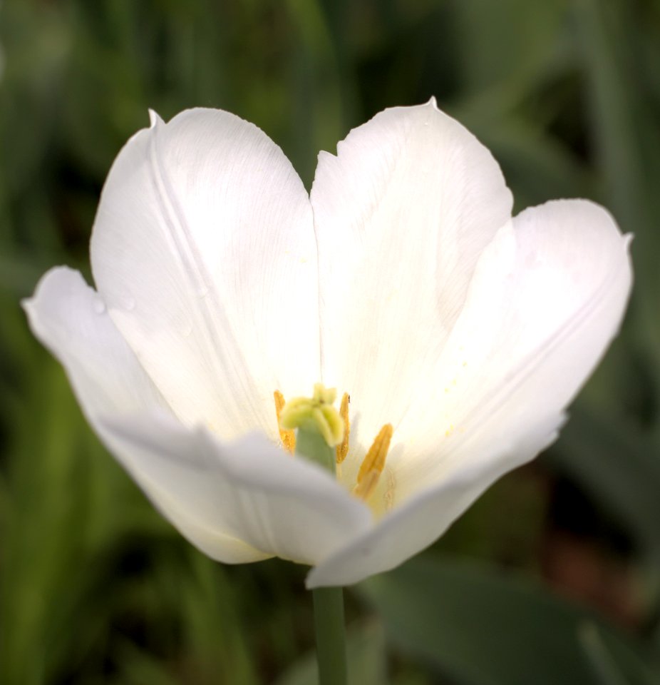 Tulipa 'Wildhof' 2015 04