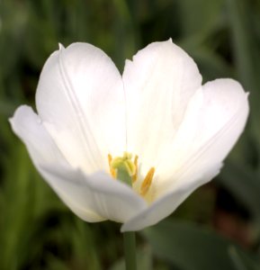 Tulipa 'Wildhof' 2015 04 photo