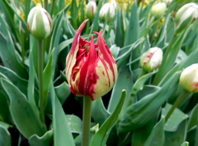 Tulipa carnaval de nice