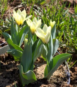 Tulipa fosteriana concerto 2016 02
