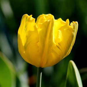 Tulipa 'Texas Gold' 2016 05